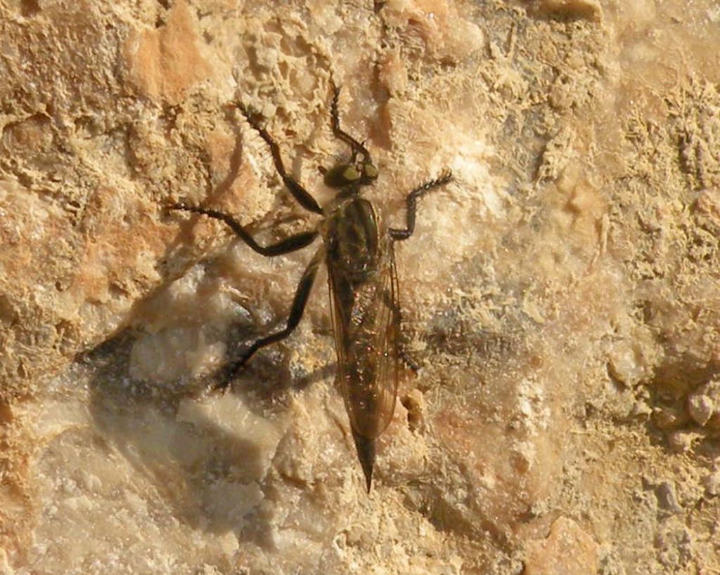 Asilidae greci